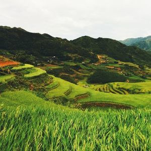 Meet your Posher, Areej