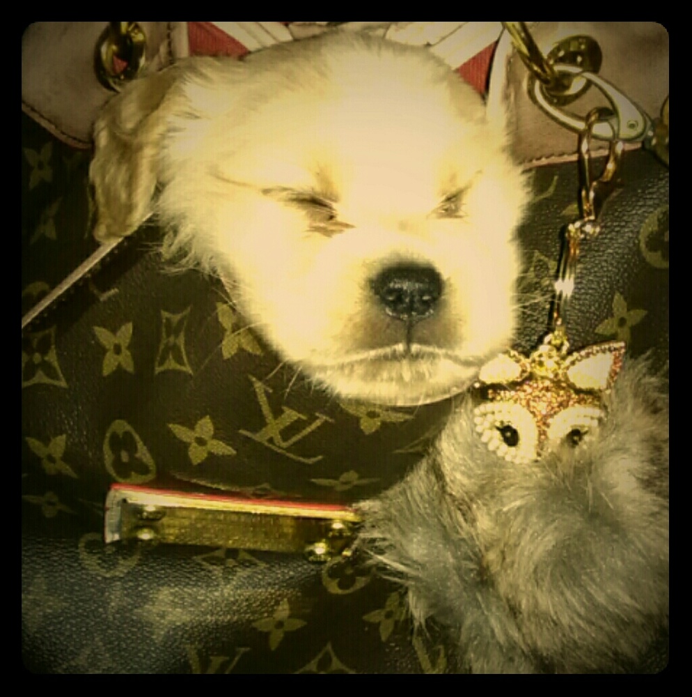 NOT FOR SALE 😍💕👜🐕💕