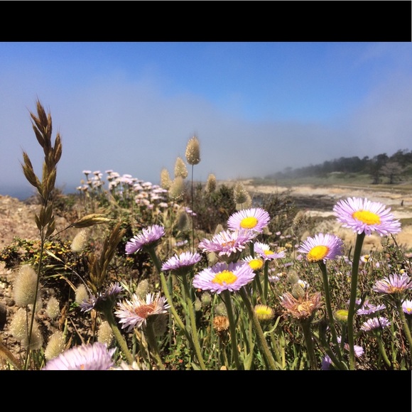 Meet your Posher, Lexie - Picture 1 of 1