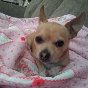 Meet your Posher, Ian