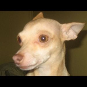 Meet your Posher, Alex