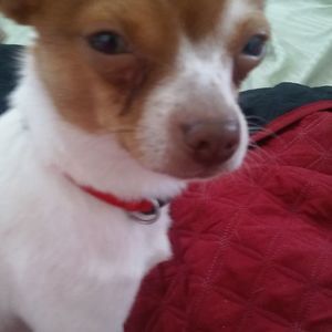 Meet your Posher, Misty