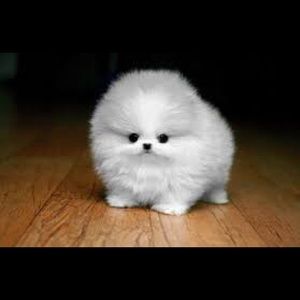 Meet your Posher, Edwin