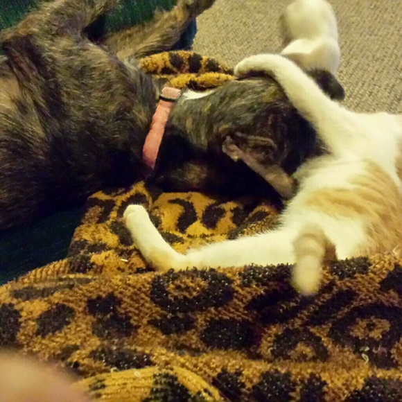 Meet your Posher, Mackenzie - Picture 1 of 1