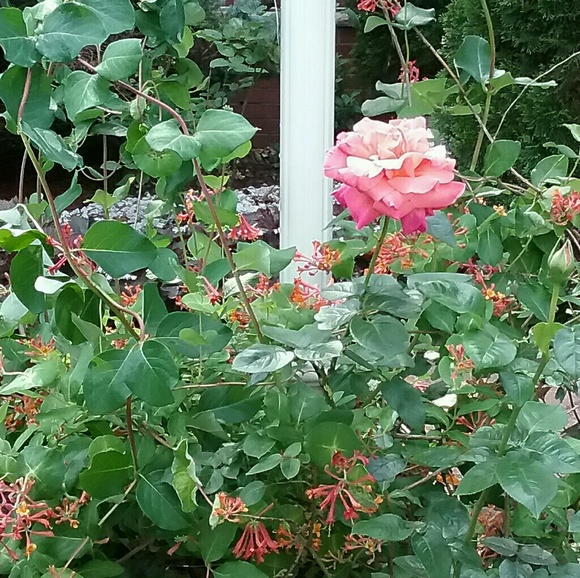 Meet your Posher, Serena - Picture 1 of 1