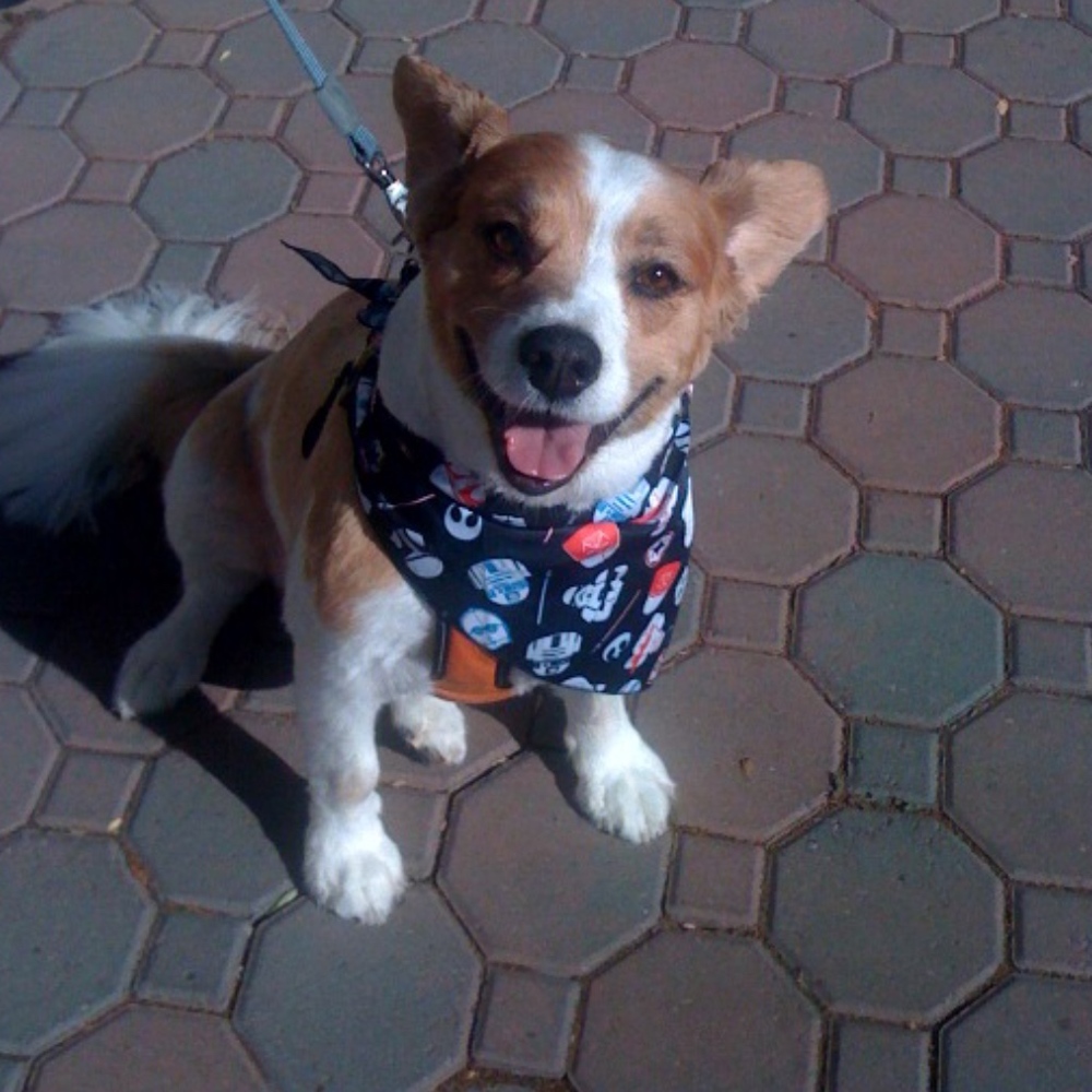 Meet your Posher, Anna