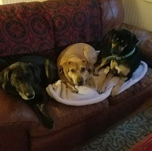 Meet your Posher, Rose