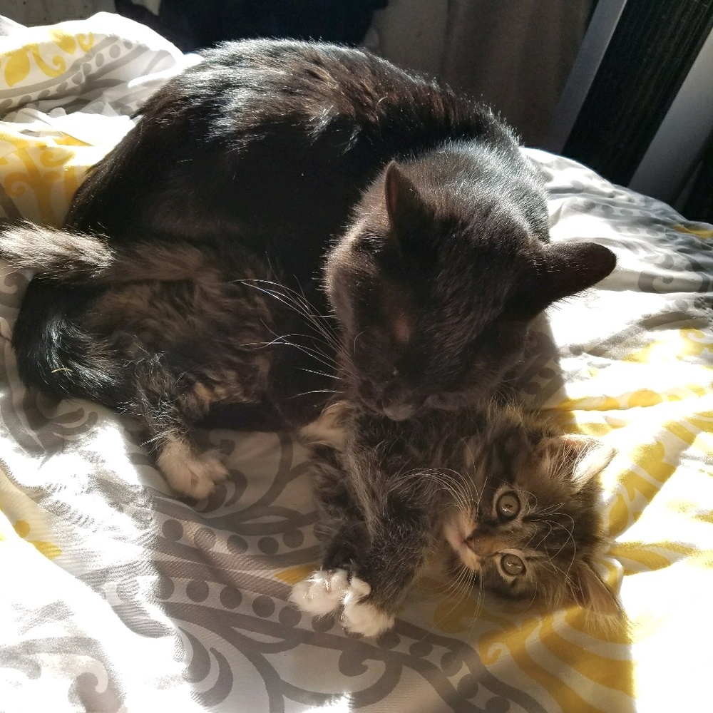 Meet your Posher, Priscilla