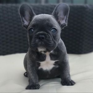 Meet your Posher, Jesse