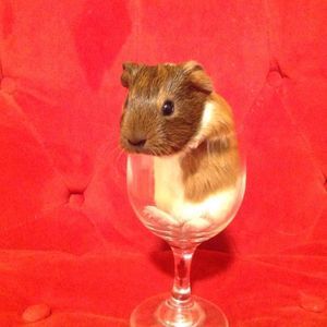 Meet your Posher, Yong