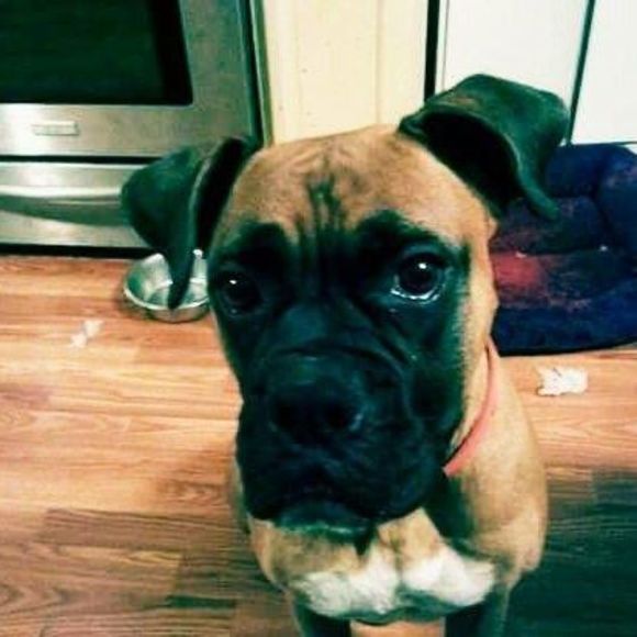 Meet your Posher, Jennifer - Picture 1 of 1