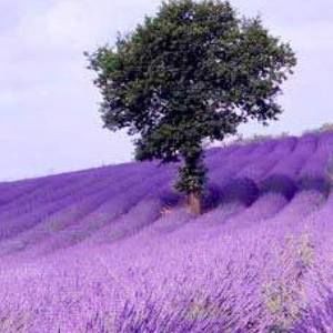 Meet your Posher, Adriana