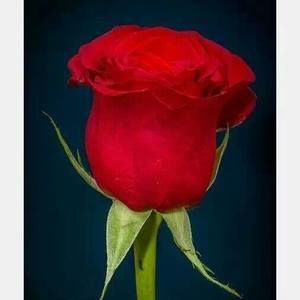 Meet your Posher, Elisa