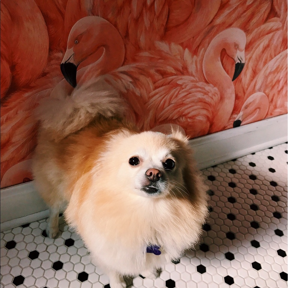 Meet your Posher, Maddie