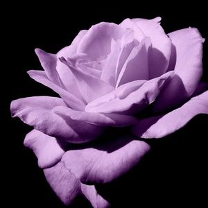 Meet your Posher, Maricel