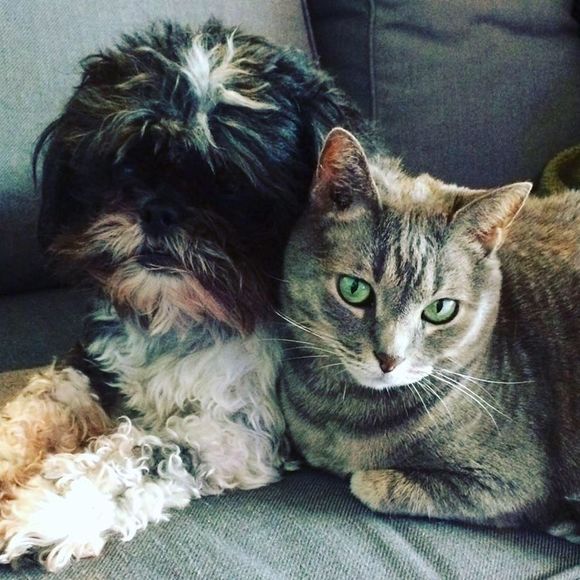 Meet your Posher, Niki - Picture 1 of 1