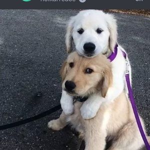 Meet your Posher, Tyler