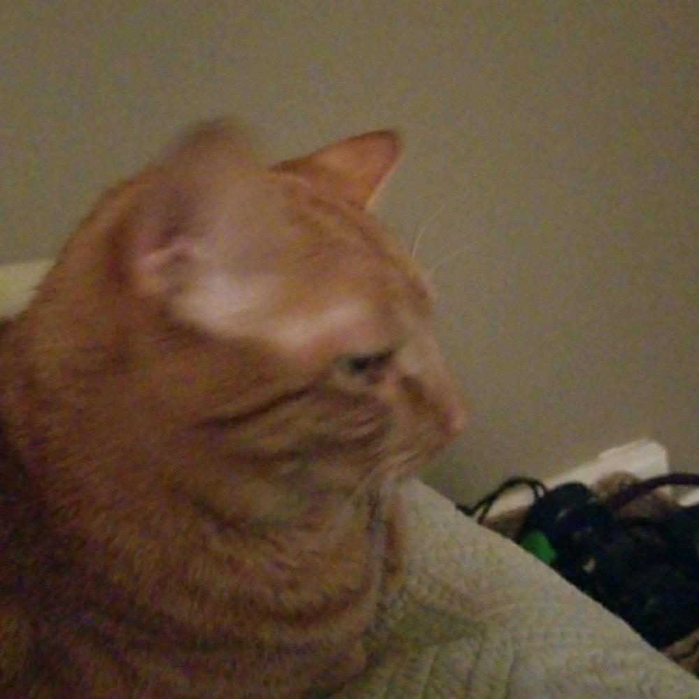 Meet your Posher, Brenda