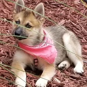 Meet your Posher, Donna