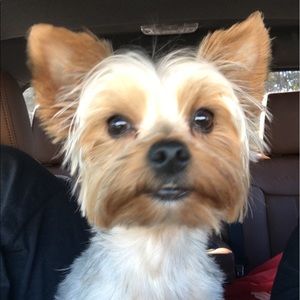 Meet your Posher, Allison