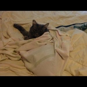 Meet your Posher, Geminis