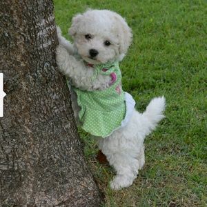 Meet your Posher, Bonita