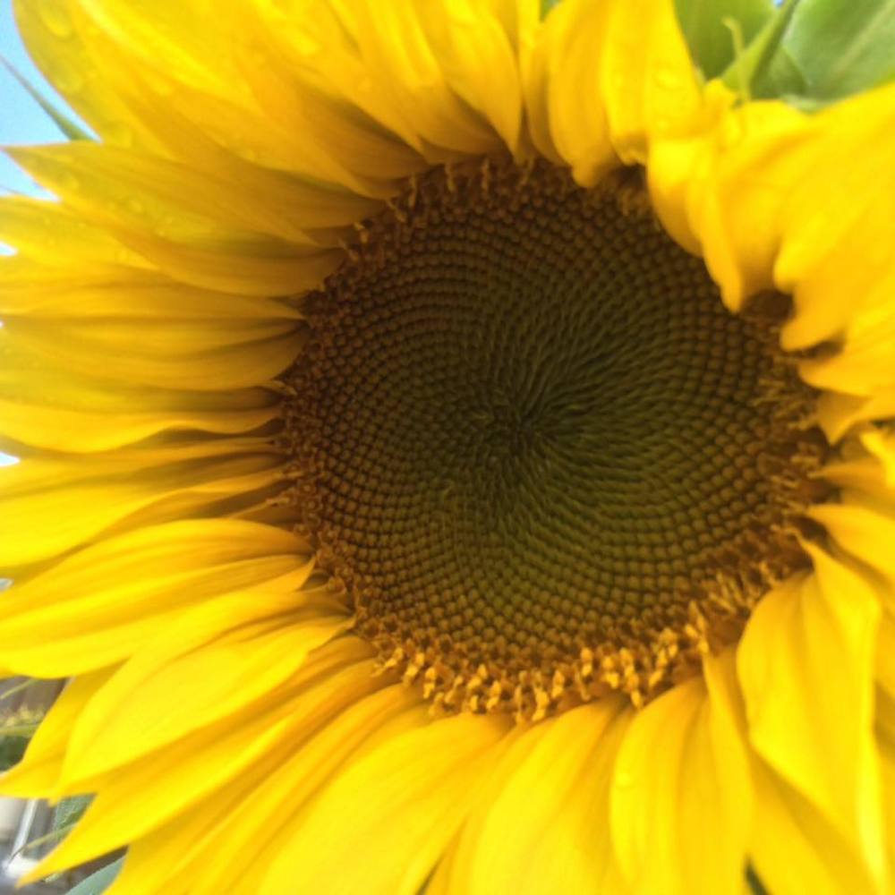 Meet your Posher, Rene