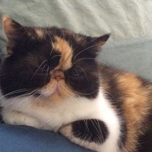 Meet your Posher, Dianne