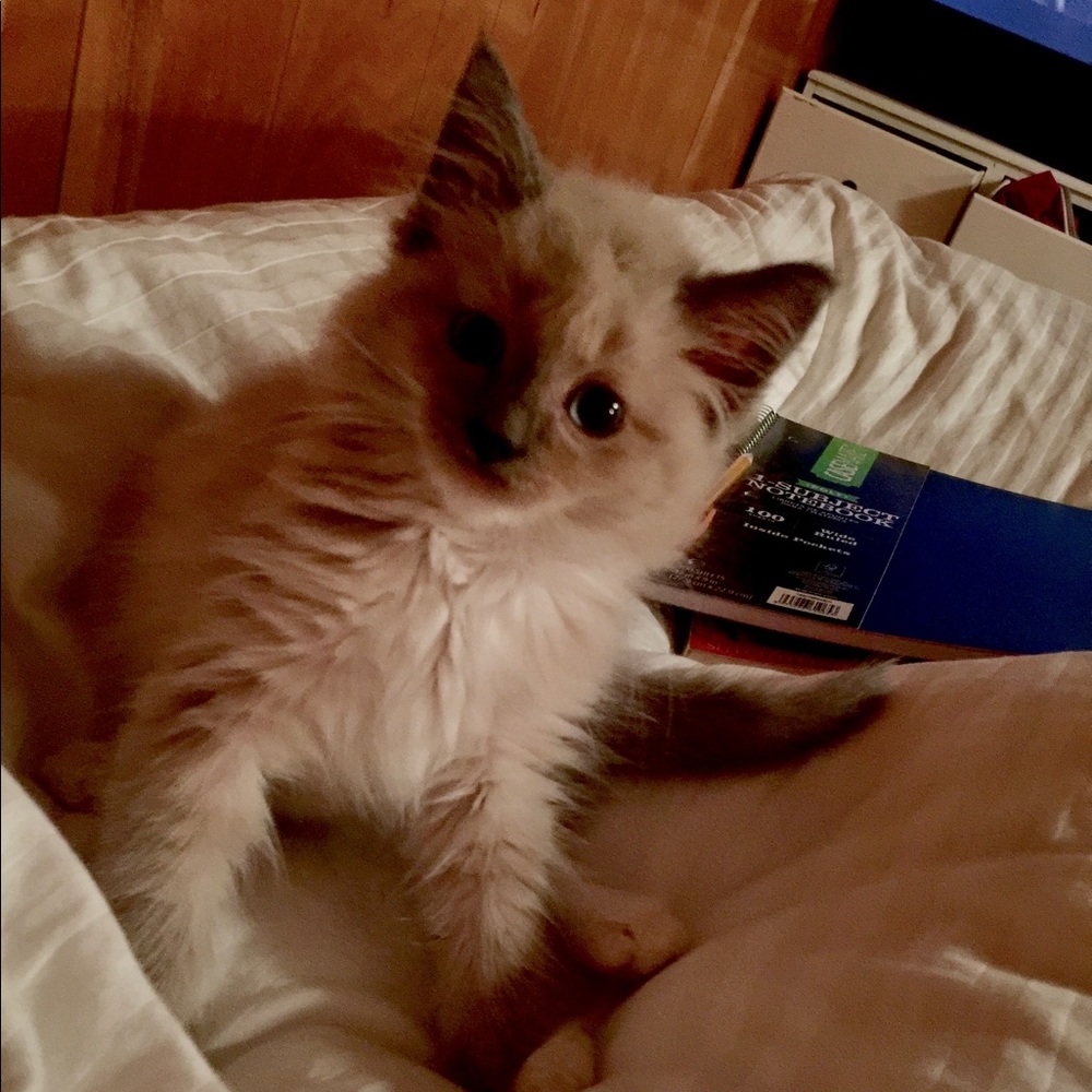 Meet your Posher, Ella