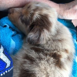 Meet your Posher, Casey