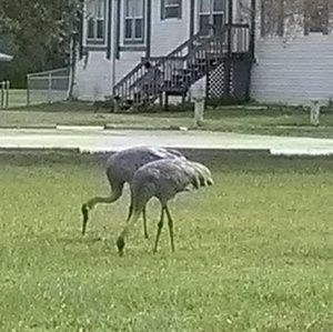 Meet your Posher, Debra