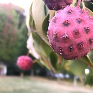 Meet your Posher, Randall