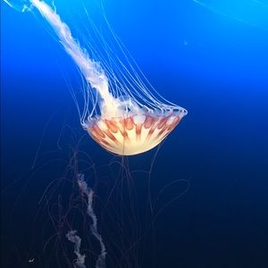 Meet your Posher, Sun