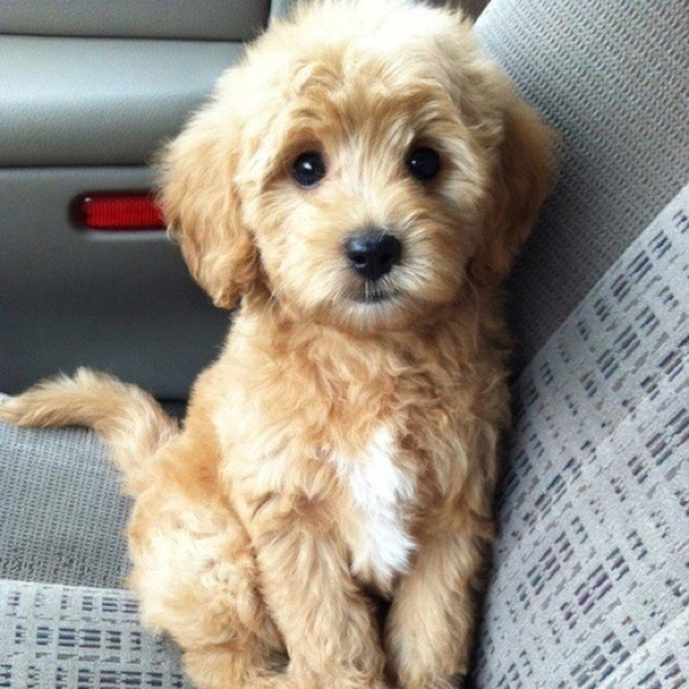 Meet your Posher, Lesly