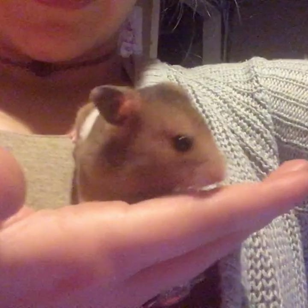 Meet your Posher, Clarice