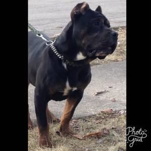 Meet your Posher, Adrian