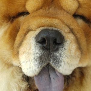 Meet your Posher, Ron