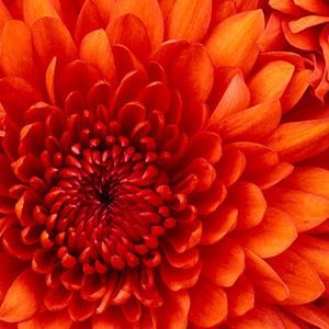 Meet your Posher, Frances