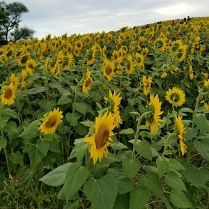 Meet your Posher, Jodie