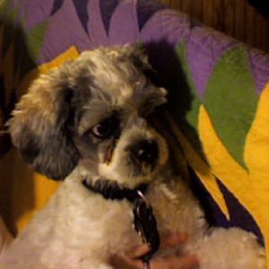 Meet your Posher, Linda