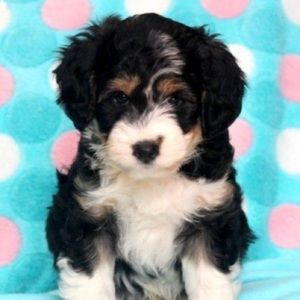 Meet your Posher, Maya