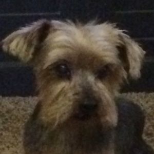 Meet your Posher, Carol