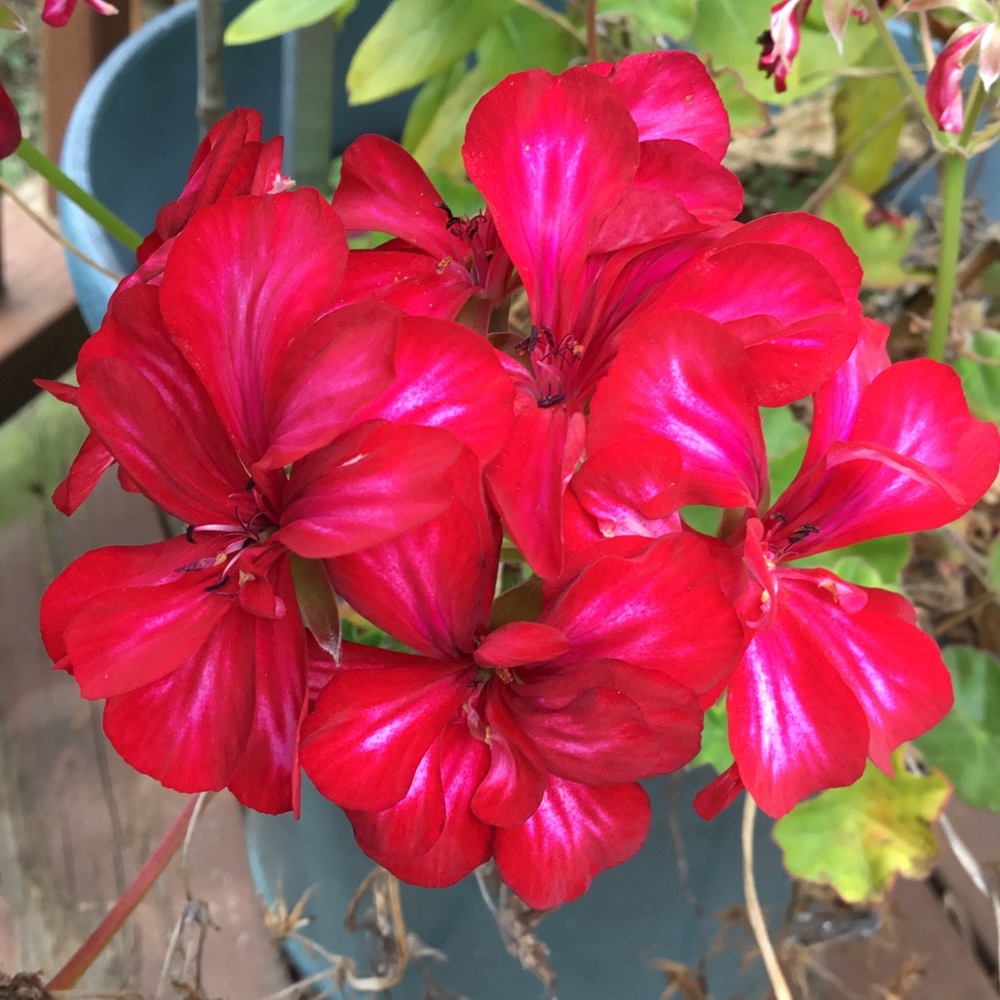 Meet your Posher, Janet