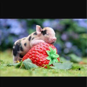 Meet your Posher, Laura