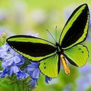 Meet your Posher, Bernice