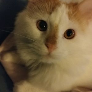 Meet your Posher, Peggi