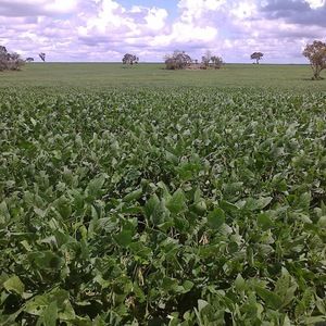 Meet your Posher, Renato