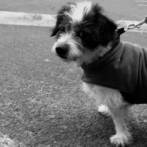 Meet your Posher, Leslie