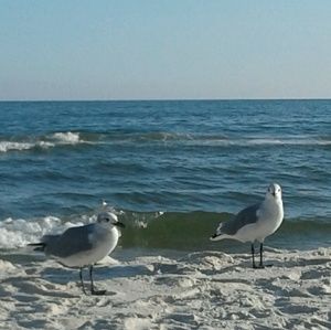 Meet your Posher, Alina