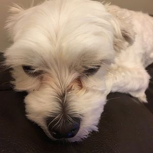 Meet your Posher, Lil